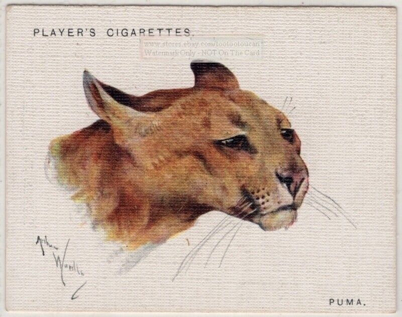 Puma Felis Concolor Large North America Wild Feline Cat 1930s Trade Ad Card