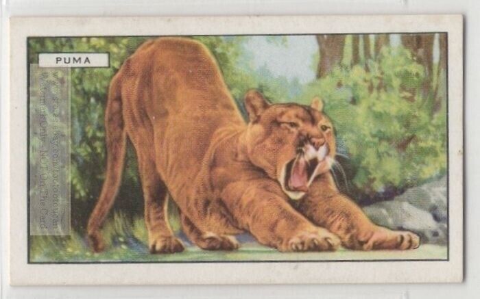 Puma Mountain Lion  Panther Catamount C80 Y/o Trade Ad Card
