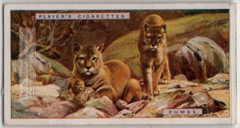 Puma Cougar Large Wild Cat Feline 1924 Ad Trade Card
