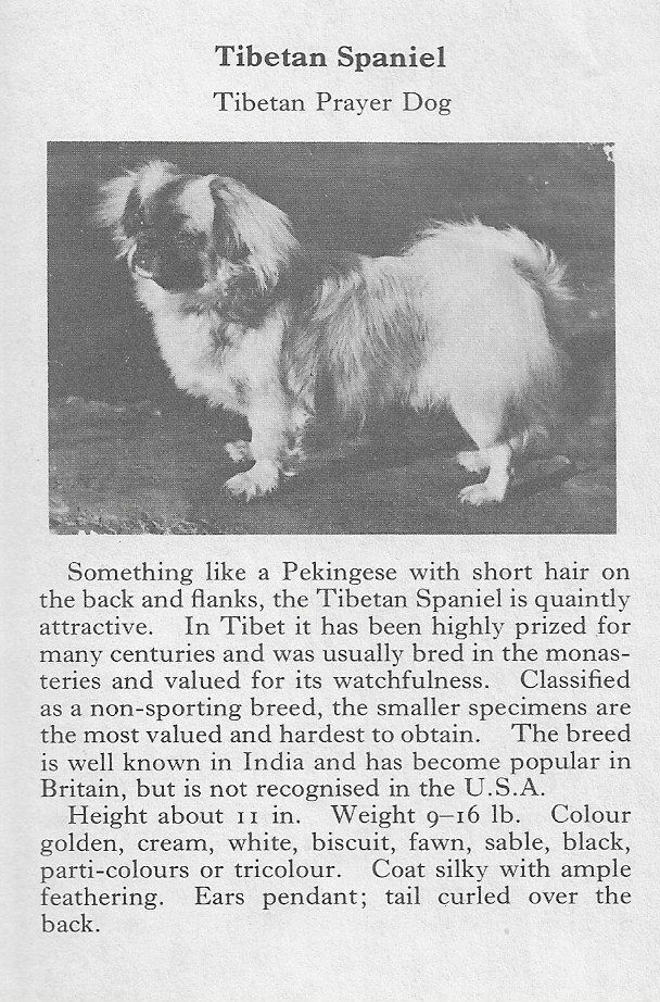 Tibetan Spaniel - 1970 Vintage Dog Art Photo Print - Matted Gift